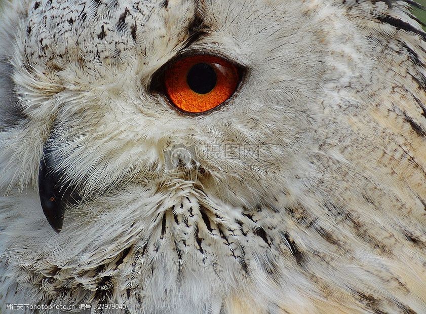 关键词:特写下的猫头鹰眼 猫头鹰 wildpark 地点 鸟 羽毛 雕鸮 动物