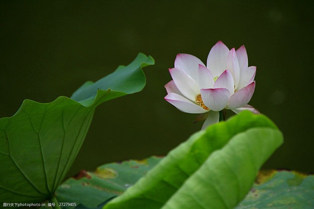 江西莲花：点绿成金绘新景 生态经济两相宜