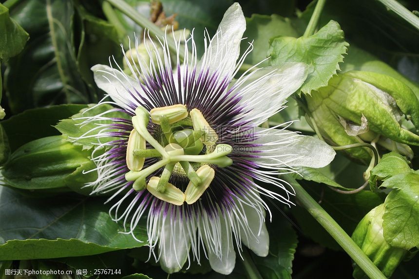 绿叶上的奇怪植物