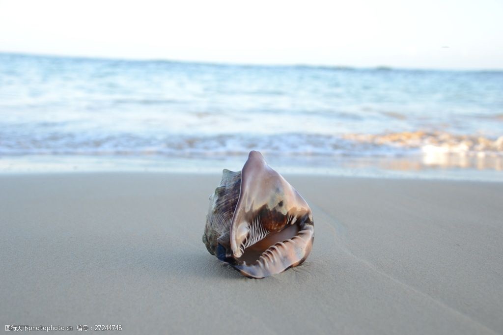 关键词:唯美沙滩上的海螺图片下载 沙滩 海螺 海滩 海边 大海