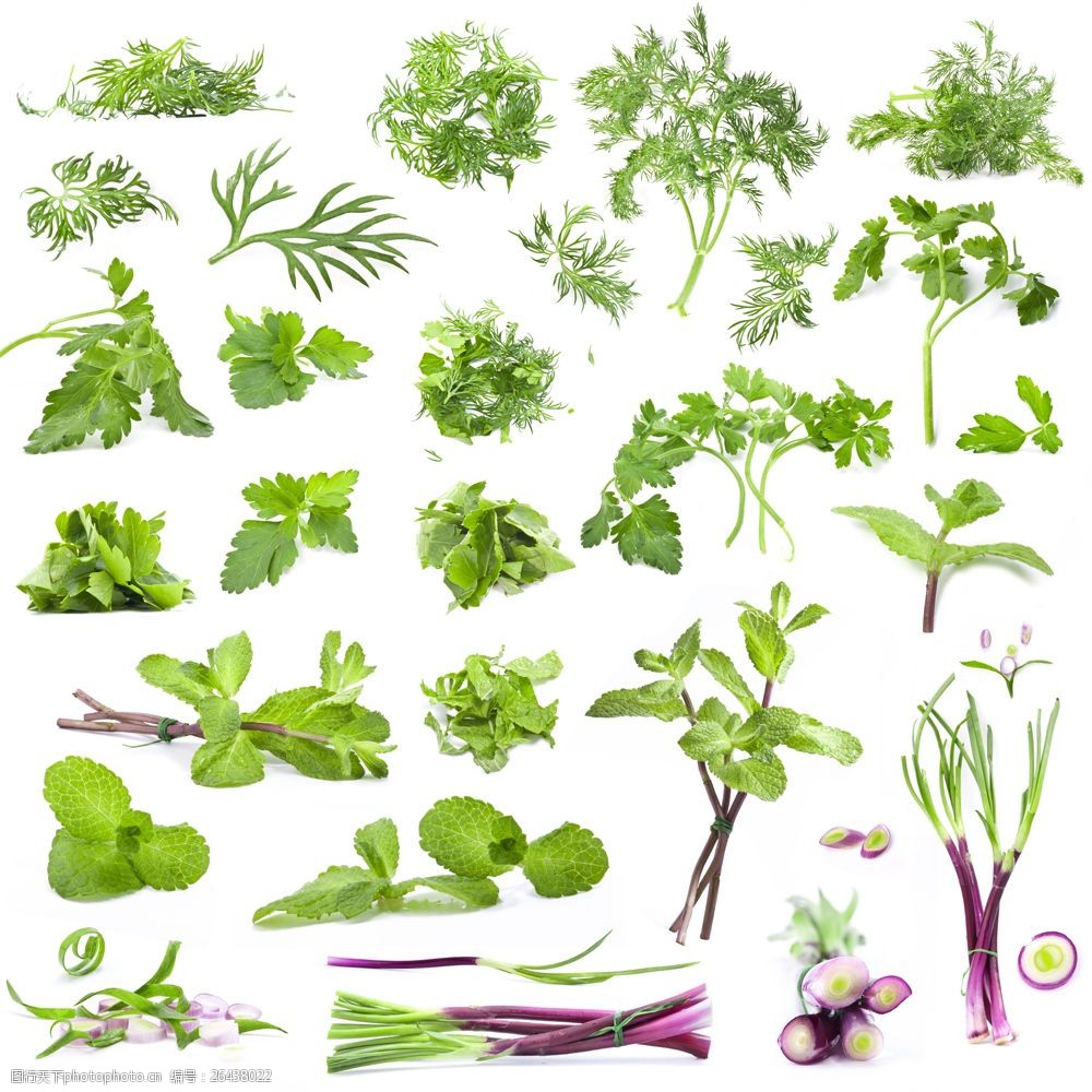 药草香料—高清图片