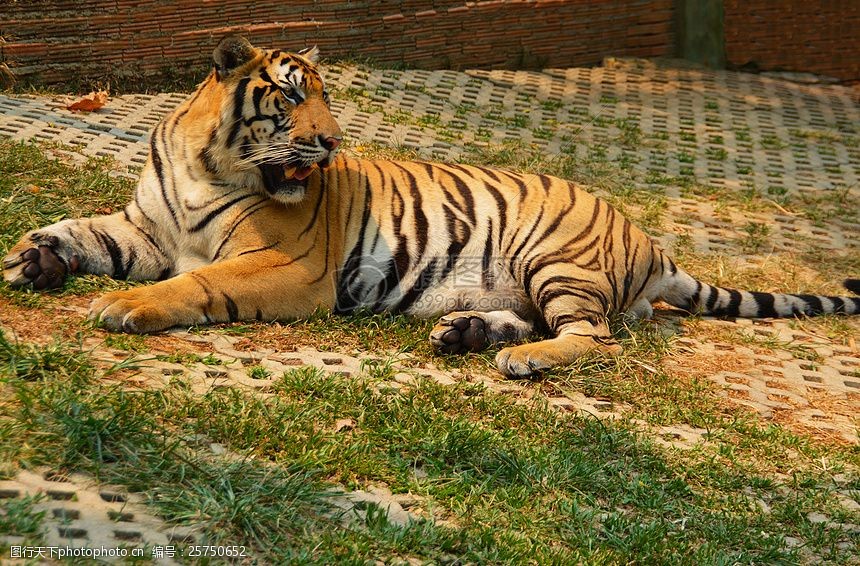 关键词:卧在草地上的老虎 虎 猫 动物 大 自然 野生动物 肉食动物