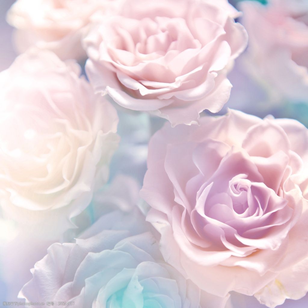 关键词:唯美粉色牡丹花图片下载 光效 花朵 花卉 背景 清新