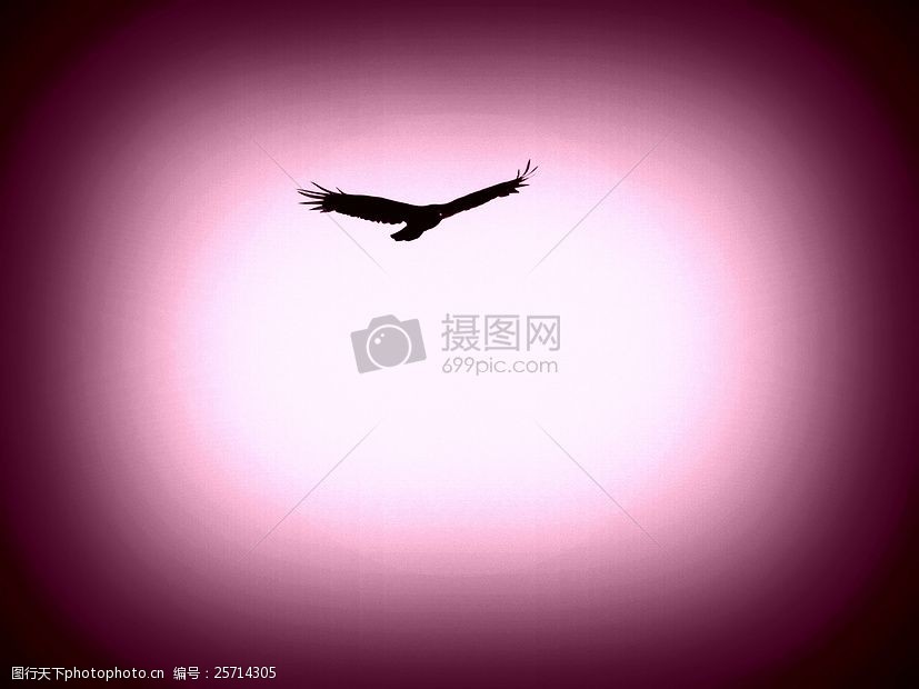 关键词:天空中翱翔的飞鹰 老鹰 飞鹰 翱翔 天空 飞翔     红色 jpg