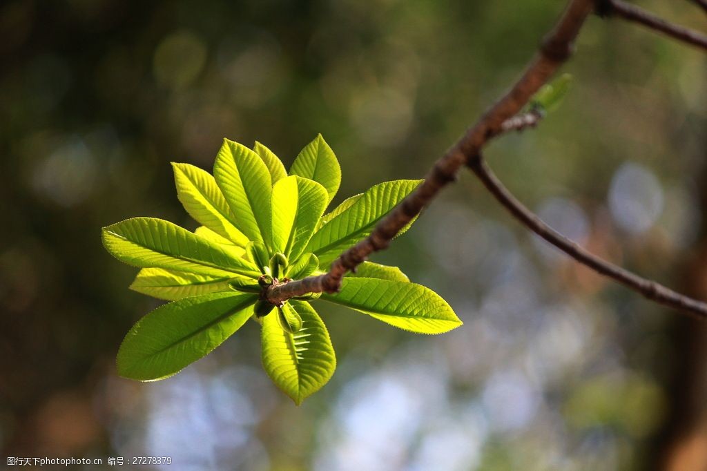 关键词:清新绿色树枝树叶图片素材下载 春天 嫩芽 萌芽 发芽 绿芽