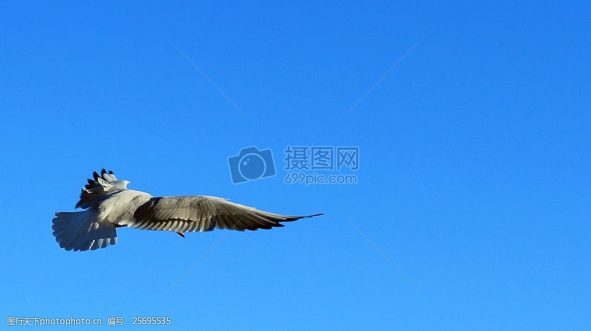 关键词:蓝天下自由的鸟 飞行 翅膀 翱翔 鹰 野外     红色 jpg