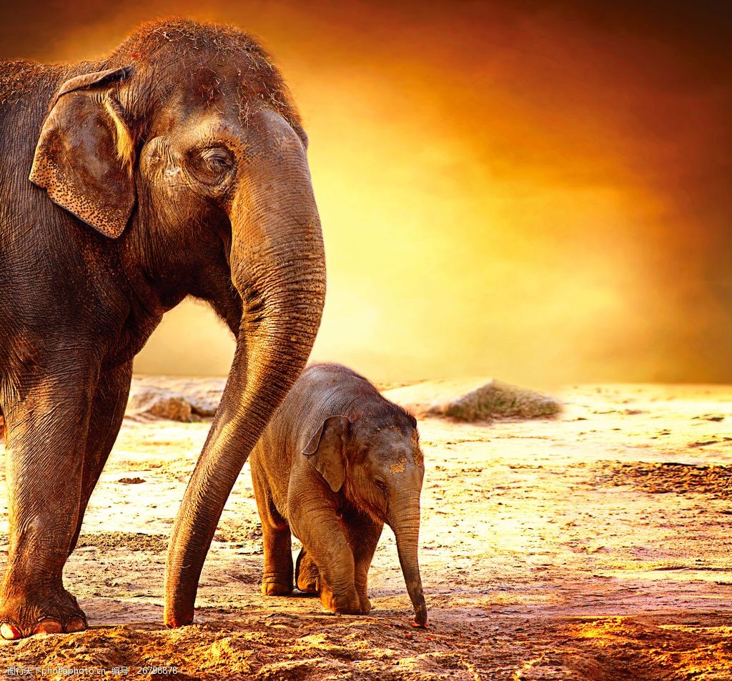 野生非洲大象图片