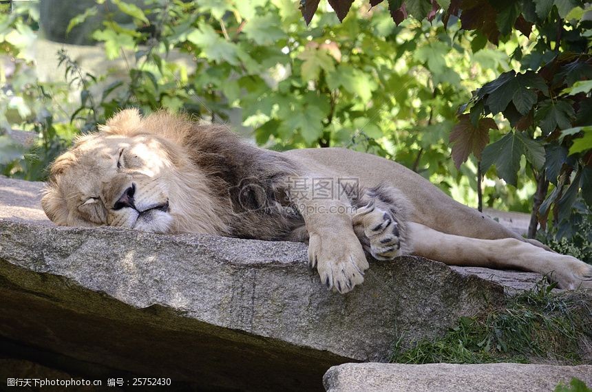 躺着睡觉的小狮子