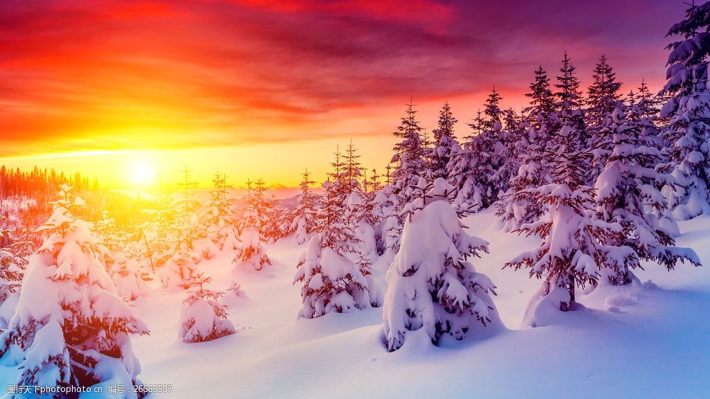 唯美冬季雪松树风景图片