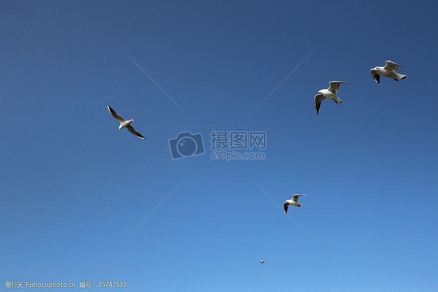 关键词:飞翔中的小鸟 海鸥 背景 蓝天 飞行 翅膀 鸟类 动物区系 飞翔