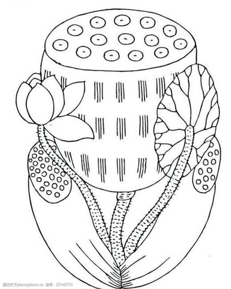 关键词:手绘黑白矢量莲蓬 手绘 荷叶 荷花 莲蓬 莲子 线绘 线描 黑白