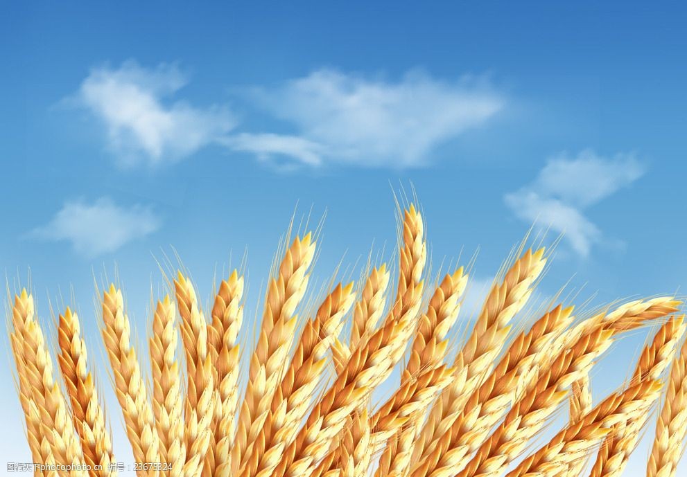 金黄小麦矢量素材