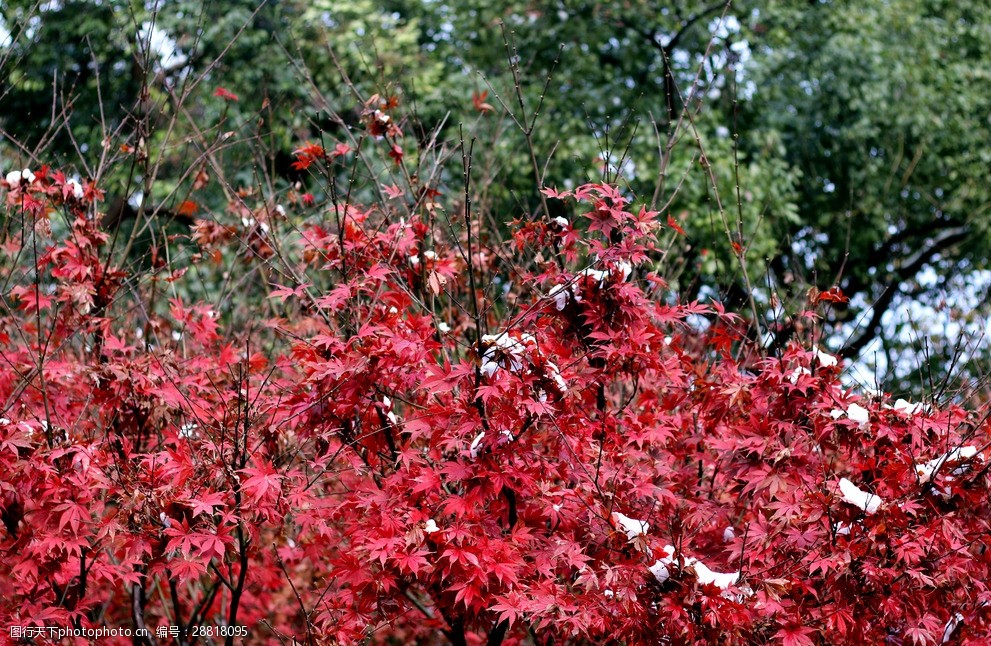 红叶枫树图片 图行天下素材网