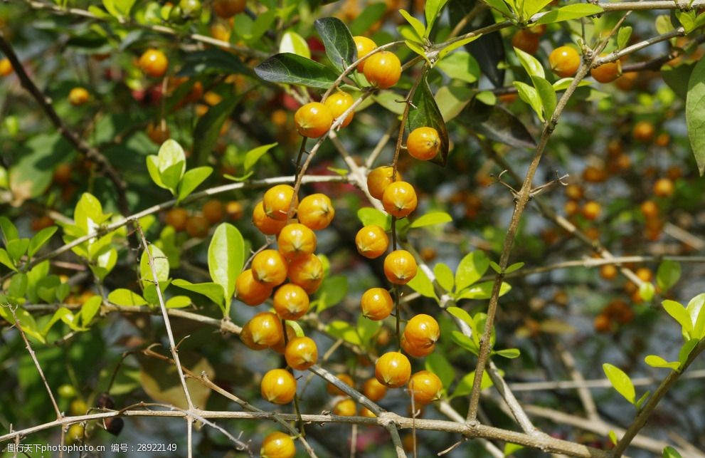 园林野果沙棘果