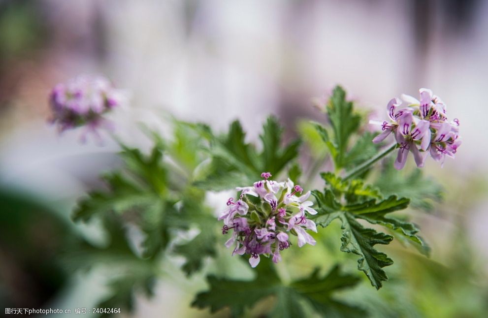 柠檬天竺葵驱蚊草