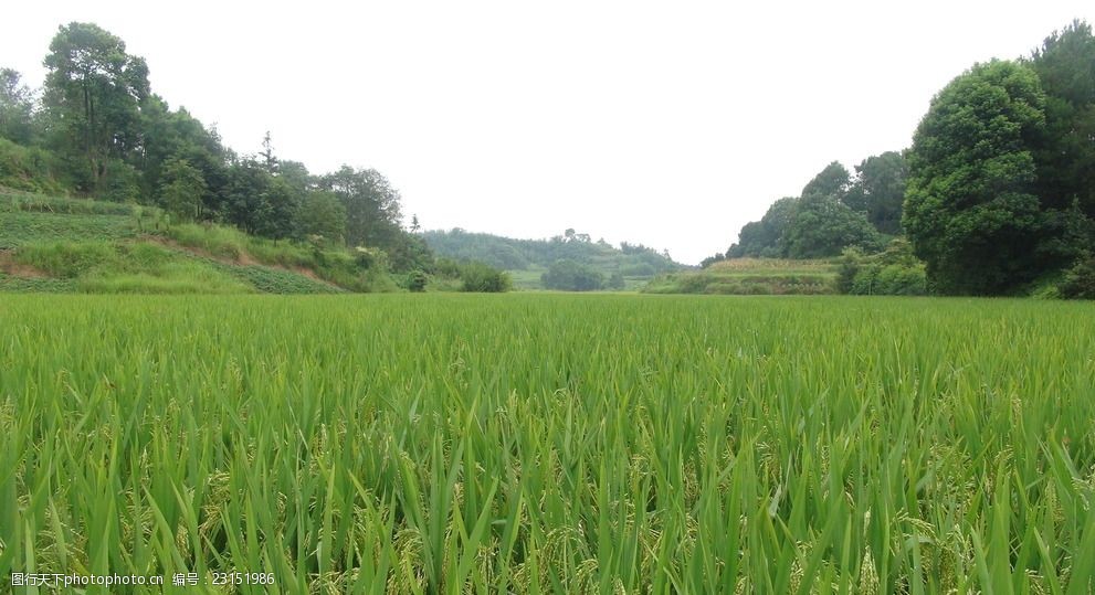 希望的田野