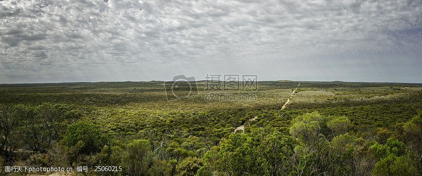 自然,雲海,森林,樹木,森林,全景,光線