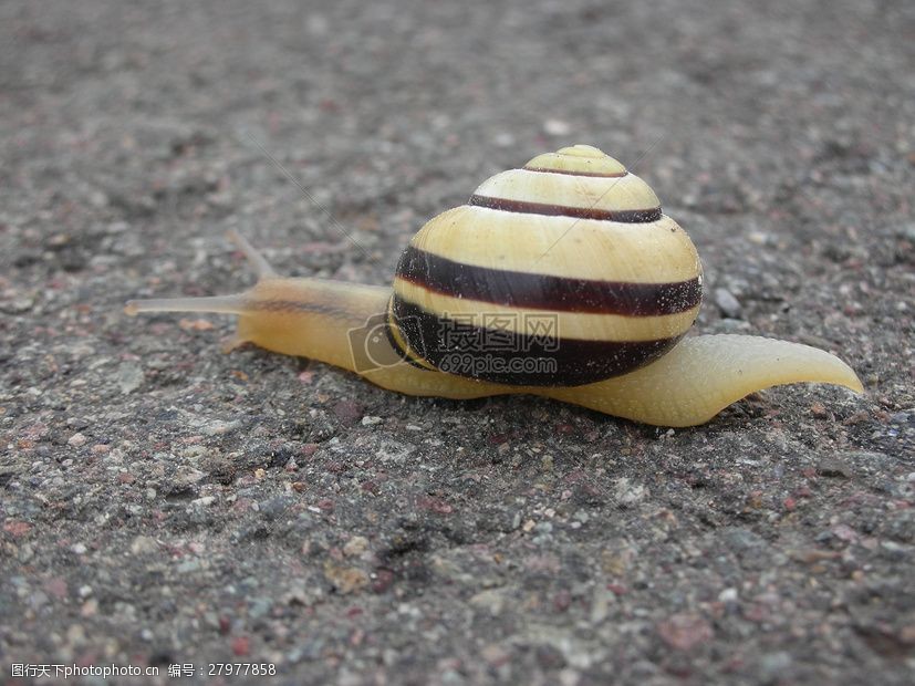 关键词:爬行中的蜗牛 蜗牛 壳 爬行动物 慢慢地 动物 蜗牛壳 爬行