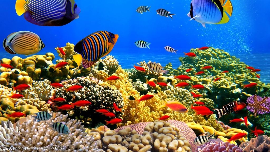 设计图库 高清素材 自然风景 关键词:五彩海底世界高清图片下载 彩色
