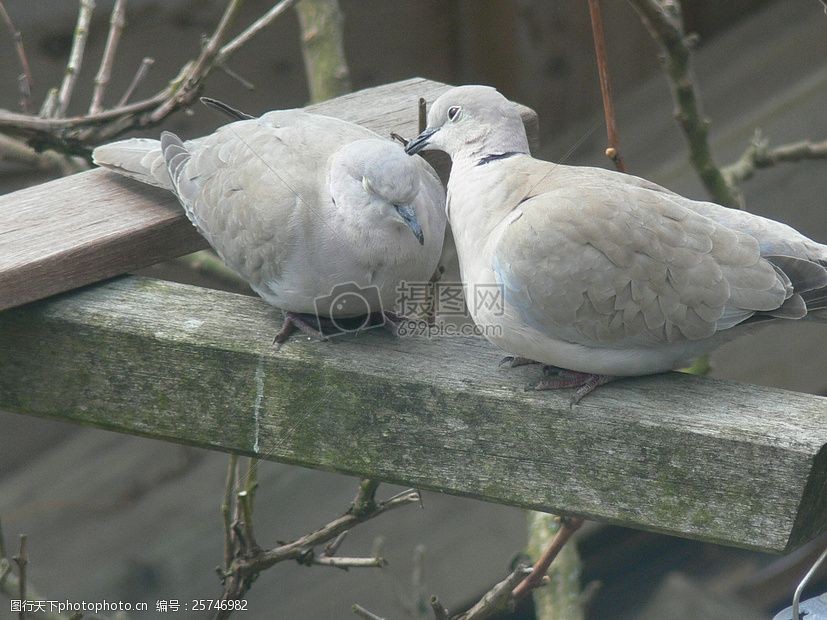 鸽子睡觉姿势图片
