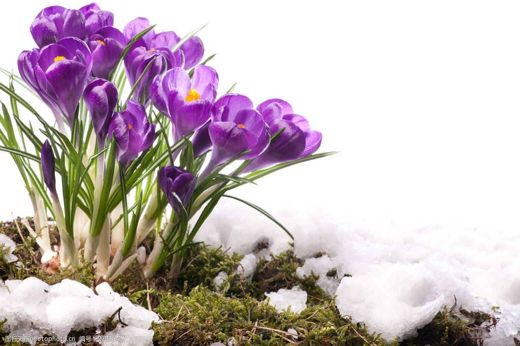 雪山上的紫色藏红花图片