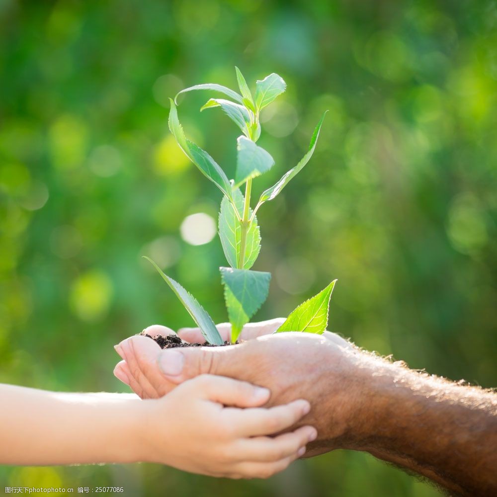 小手与双手里的植物图片
