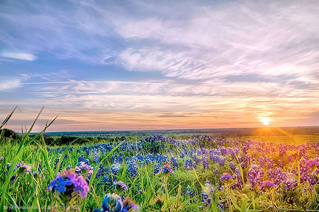 关键词:夕阳西下 唯美背景 夕阳 花朵 草坪 天空