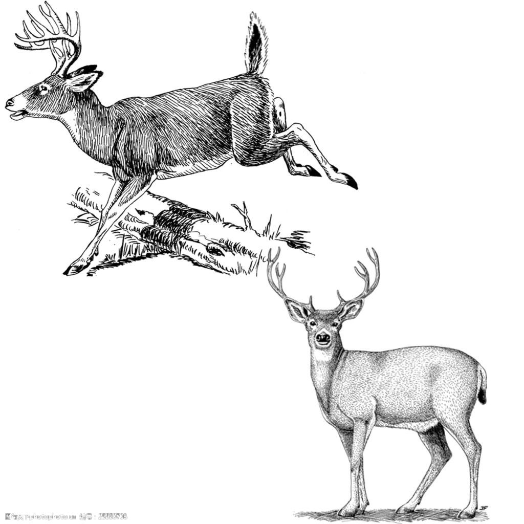 白描鹿的画法图片