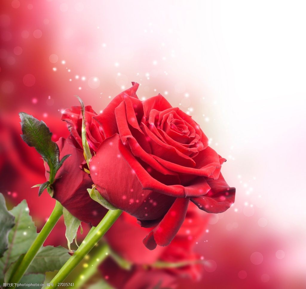 娇艳红玫瑰花图片素材-编号27037889-图行天下