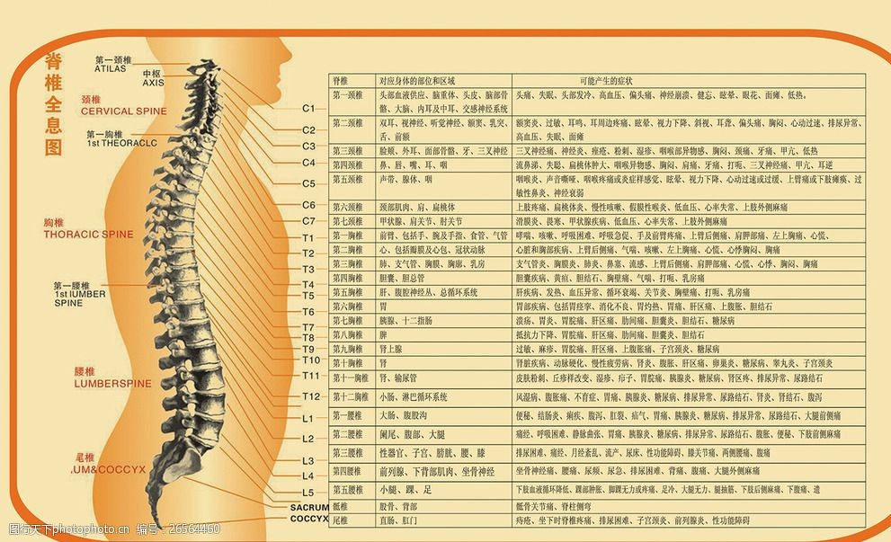 人体脊椎穴位图及对应脏器疗效图