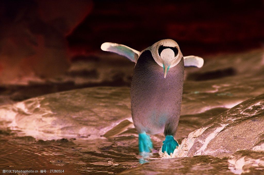 支棱翅膀的可爱企鹅高清图片