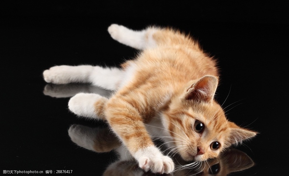 宠物猫可爱的小猫图片-图行天下图库