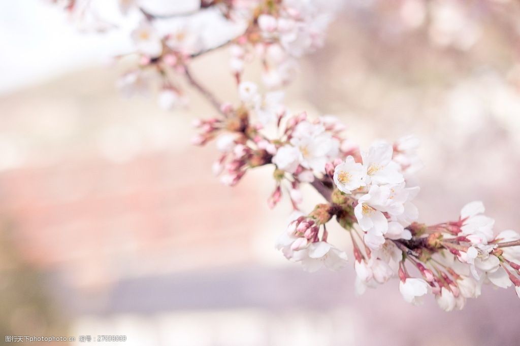 唯美樱花壁纸图片图片-图行天下图库