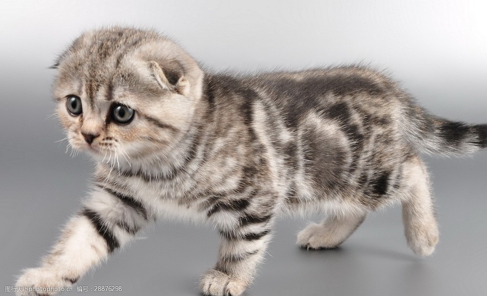 宠物猫可爱的小猫图片-图行天下图库