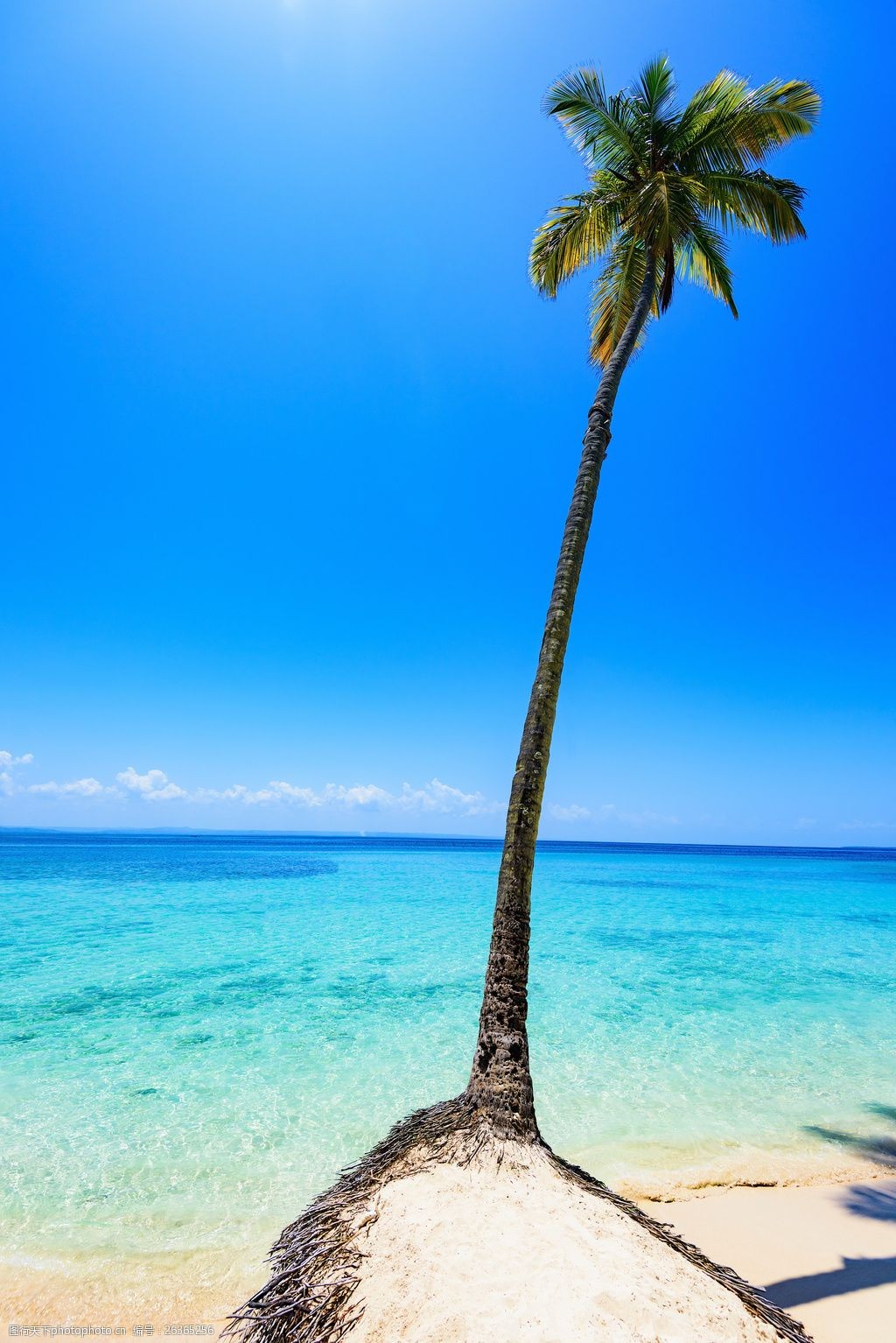 海边椰子树高清图片下载-正版图片500516035-摄图网