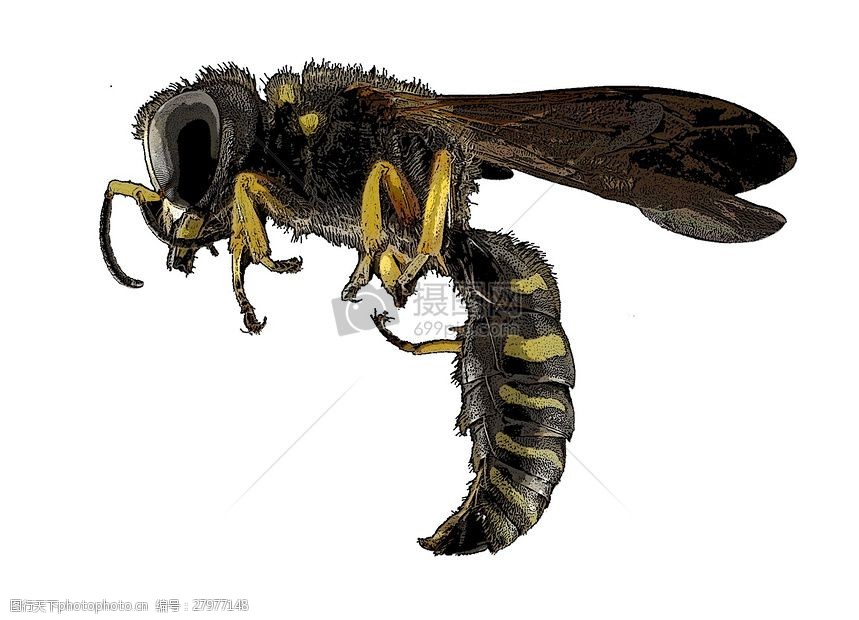 白色背景下的蜜蜂