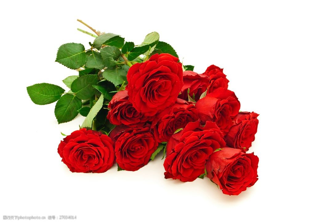 关键词:情人节红玫瑰 情人节玫瑰花 红玫瑰图片 玫瑰花 情人节 唯美