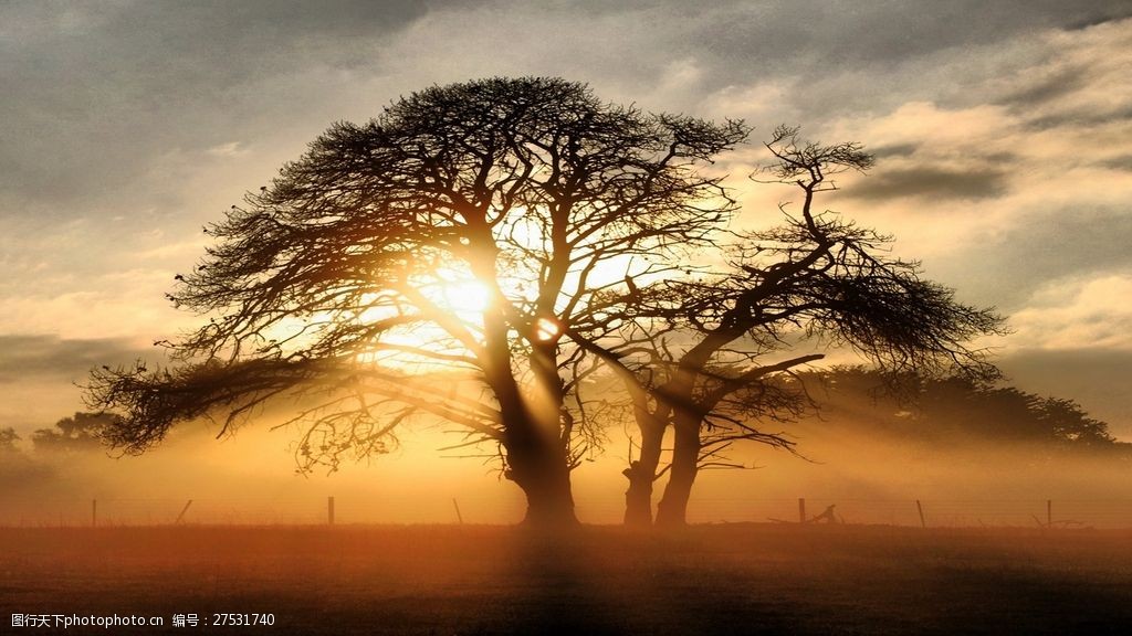 关键词:唯美清晨树木风景图片下载 出 阳光 清晨 大树 树干