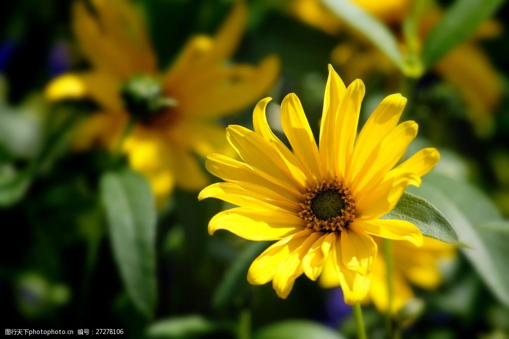 唯美黄菊花图片