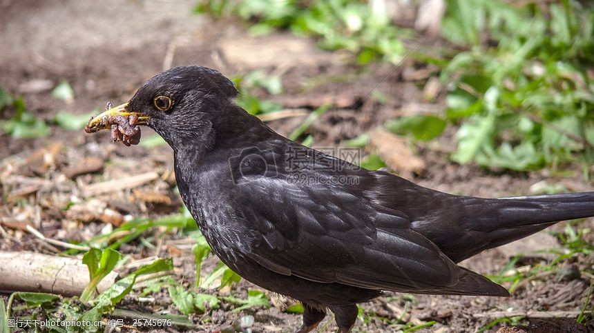 關鍵詞:陽光下的小鳥 黑鳥 鳥 鳥類 黑色 鳴鳥 飛 羽毛 條例草案 動物