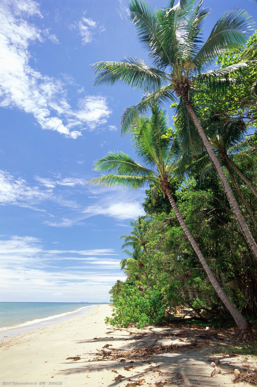 海南椰子树风景图片