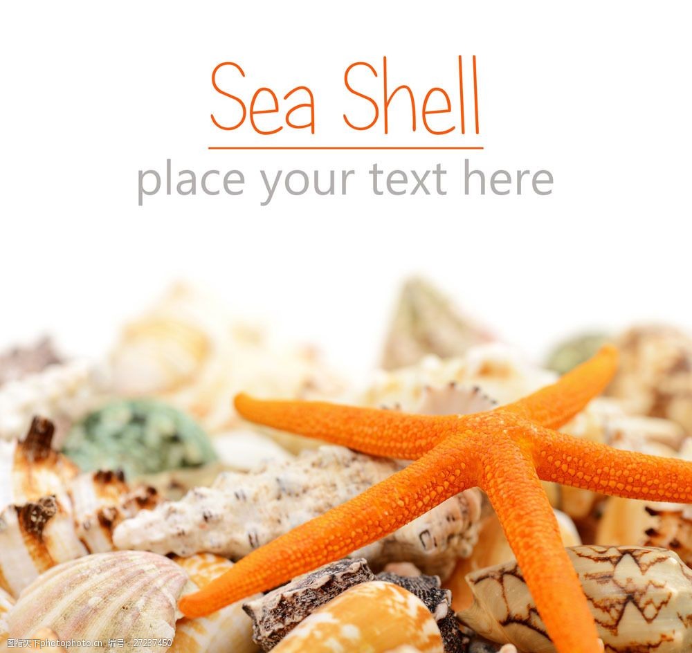 海螺上的海星图片