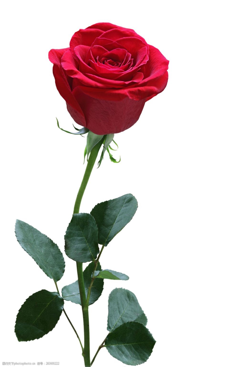 一朵红玫瑰唯美图片图片