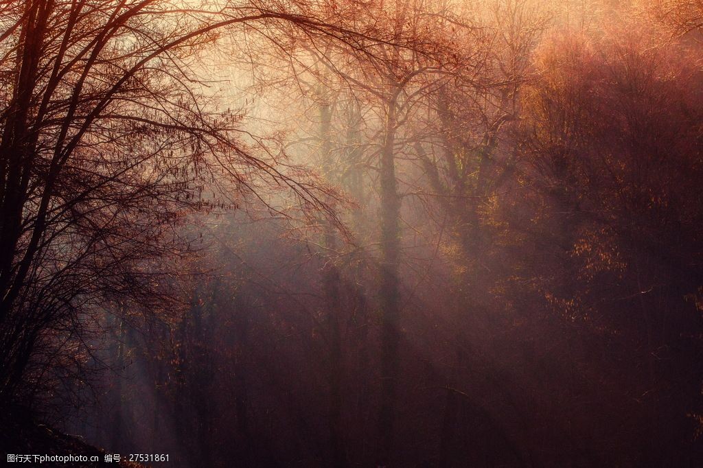 唯美森林背景图片
