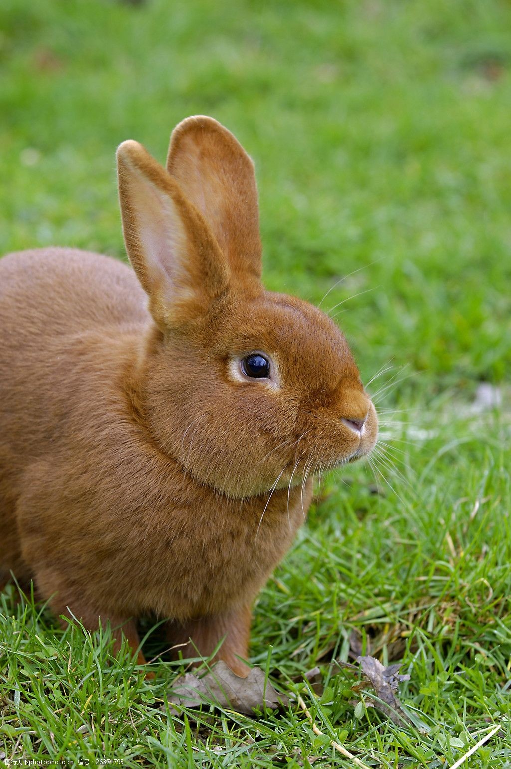 兔子照片大全可爱图片
