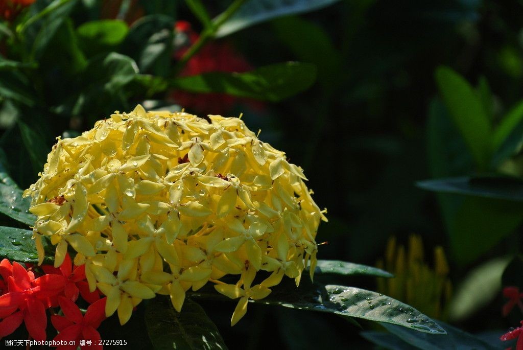 唯美黄色龙船花图片