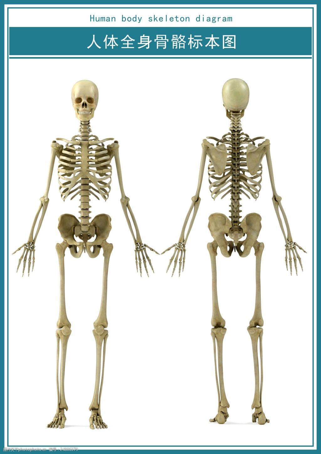 医学展板人体全身骨骼图psd超清下载