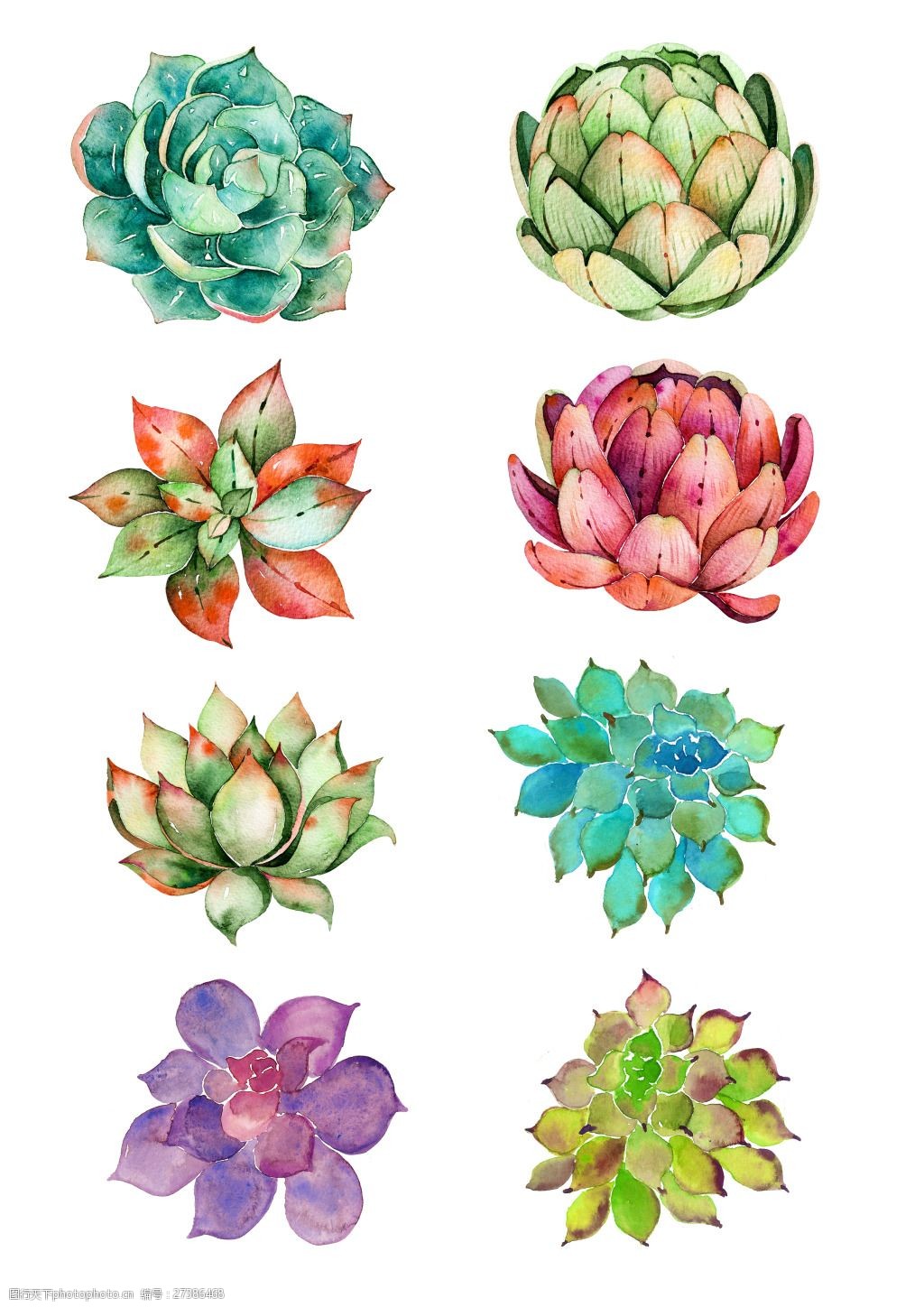 水彩多肉图组高清png