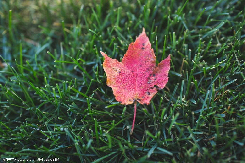 關鍵詞:一片美麗的紅楓葉圖片素材下載 紅楓葉 樹葉 楓葉 葉子 秋葉