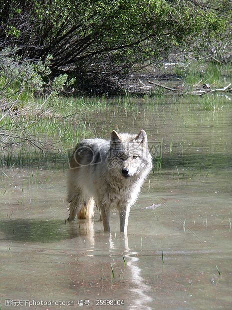 河流可爱的狼